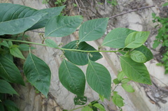 Deeringia polysperma