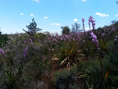 Watsonia marginata