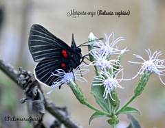 Melanis cephise
