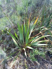 Watsonia marginata