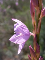Watsonia marginata