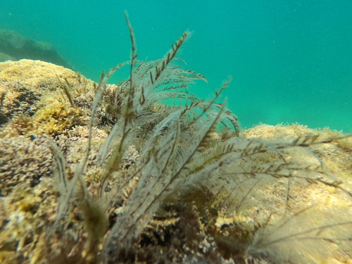 Lytocarpus observed 2023-04-29