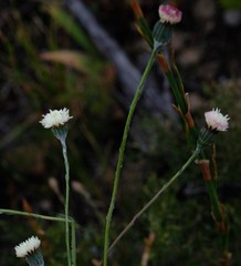 Bolandia pinnatifida