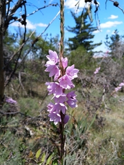 Watsonia marginata