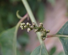 Deeringia polysperma