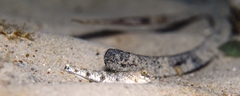 Favonigobius lateralis