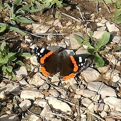 Vanessa atalanta