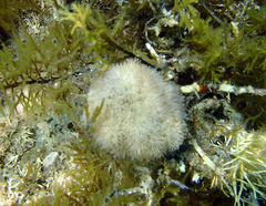 Echinodermata