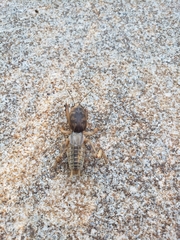 Neoscapteriscus abbreviatus