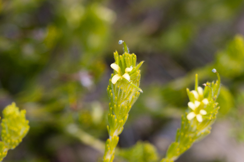 Adenanthos terminalis (Adenanthos terminalis)