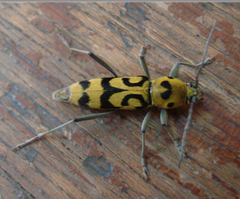 Chlorophorus miwai