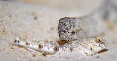 Favonigobius lateralis