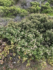 Spyridium globulosum