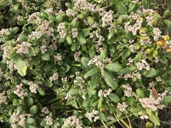 Spyridium globulosum