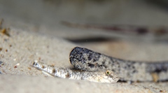 Favonigobius lateralis