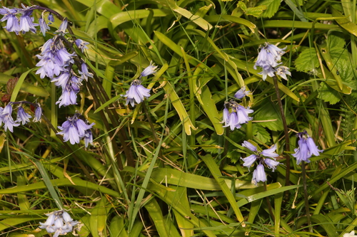 Hyacinthoides × massartiana, photograph 2