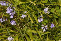 Stephen James McWilliam, CC0, iNaturalist via GBIF Hyacinthoides × massartiana, photograph Stephen James McWilliam, CC0, iNaturalist via GBIF