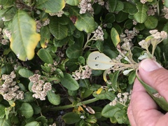 Spyridium globulosum