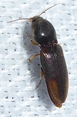 Cardiophorinae
