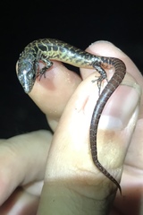 Sphenomorphus cranei