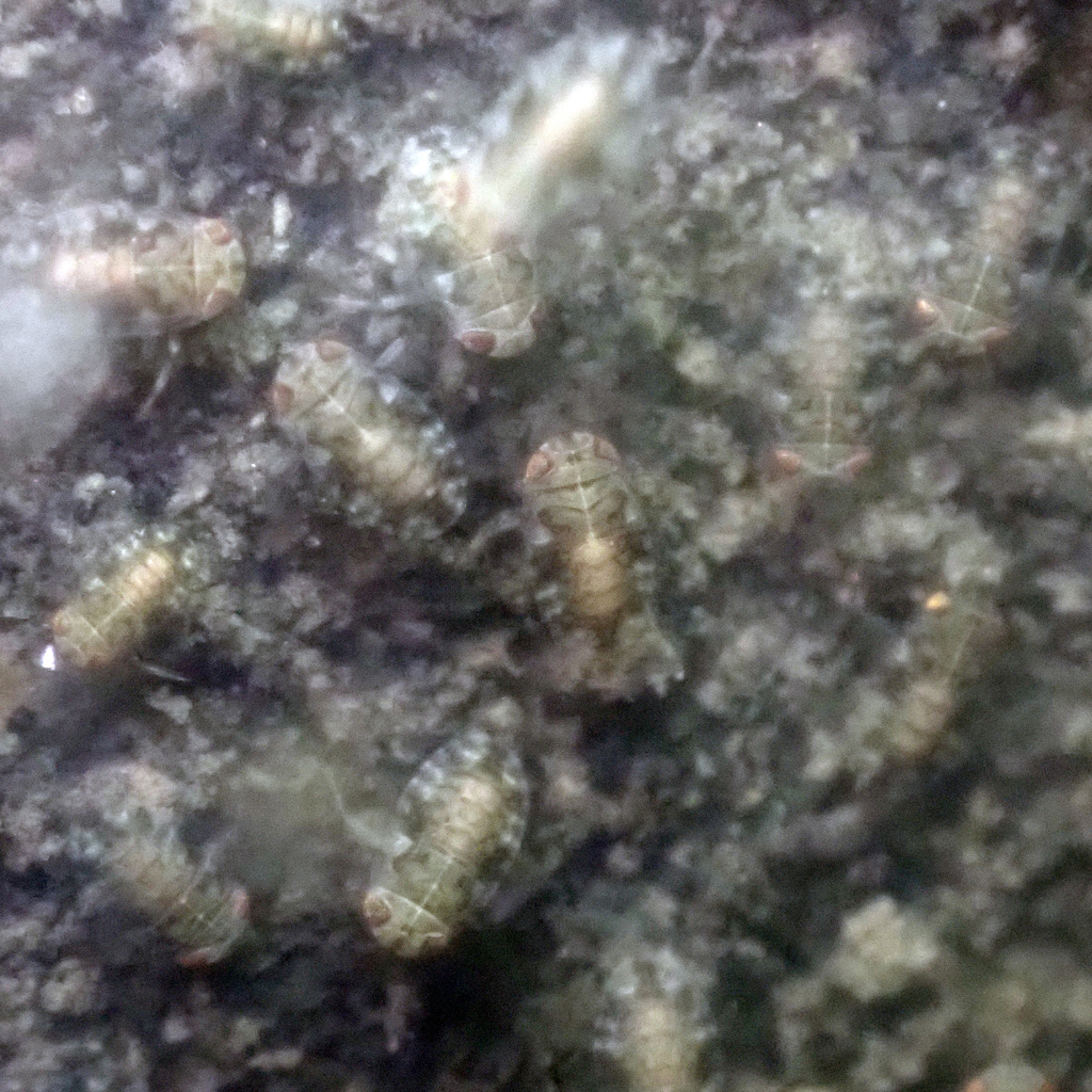 Micronecta Raccolte Micronecta from 台灣台南市 on May 1, 2023 at 04:29 PM by 野一點 A Little Wilder ...