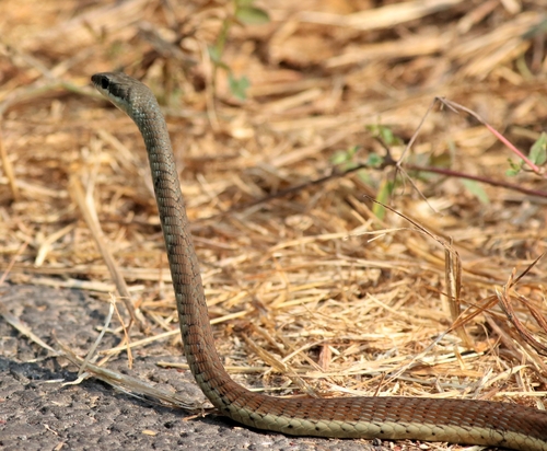 Karnataka Bronzeback