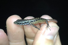 Sphenomorphus cranei