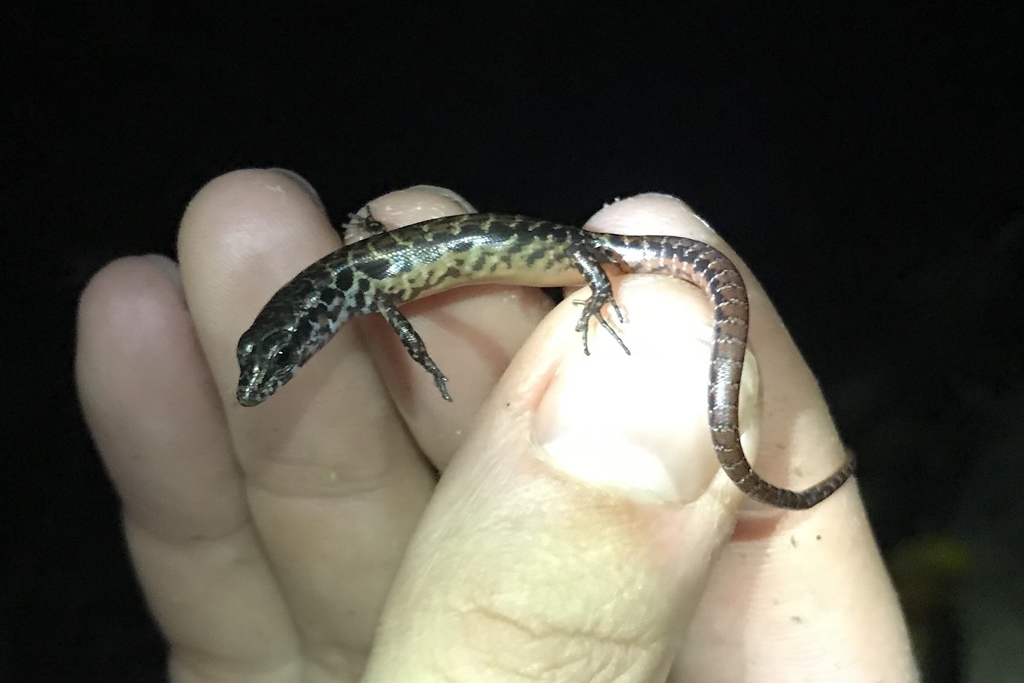 Crane’s Skink