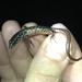 Crane’s Skink - Photo (c) Mike Andersen, some rights reserved (CC BY-NC-ND), uploaded by Mike Andersen