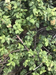 Chorilaena quercifolia