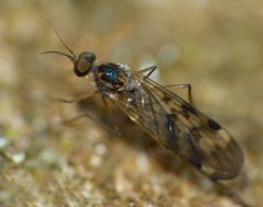 Sylvicola undulatus