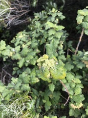 Chorilaena quercifolia