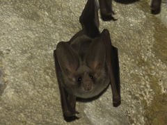 Macrotus waterhousii