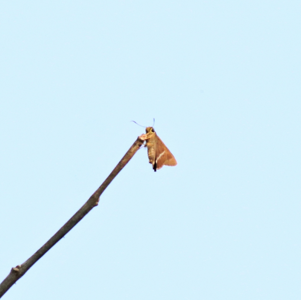 绒弄蝶（Hasora chromus）