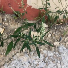 Chenopodium album