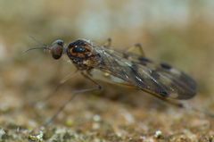 Sylvicola undulatus