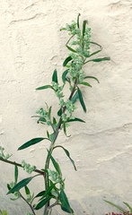 Chenopodium album