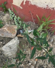 Chenopodium album