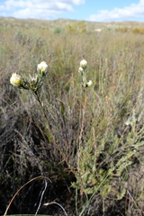 Leucadendron sericeum