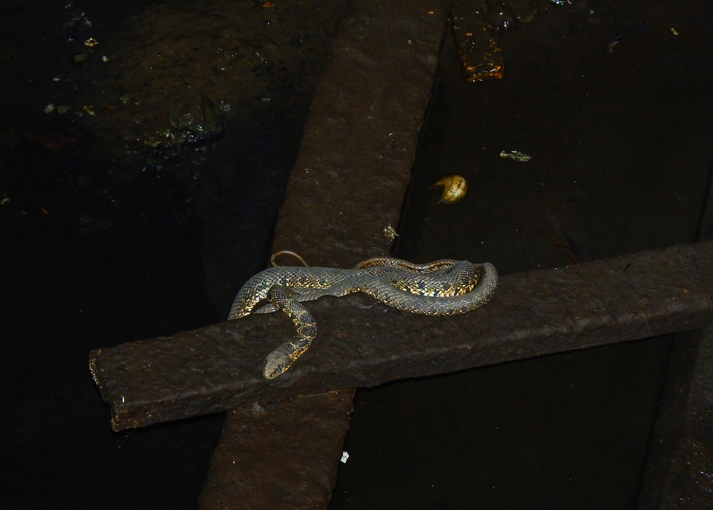 Horseshoe Whip Snake from 7780 Castro Verde, Portugal on May 1, 2023 at ...