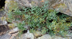 Senecio vestitus