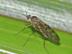 Sylvicola undulatus