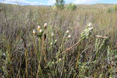 Leucadendron sericeum