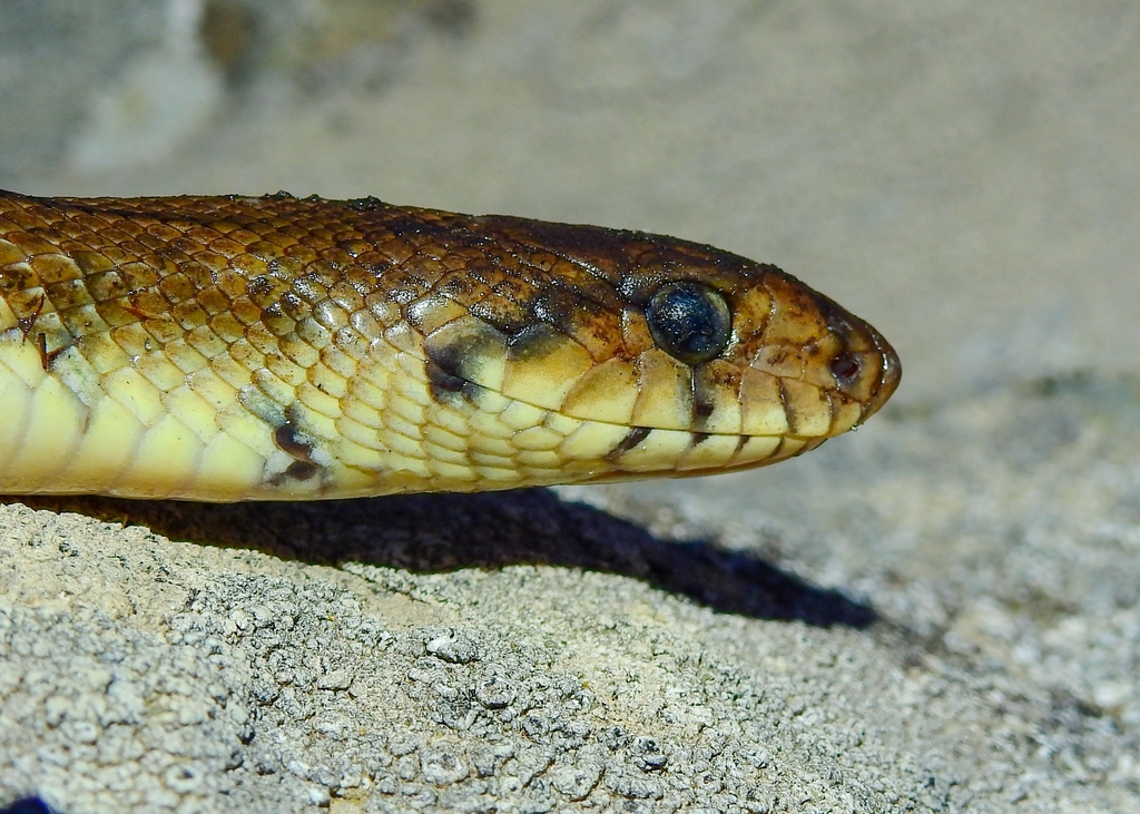 Ladder Snake from 7780 Castro Verde, Portugal on May 01, 2023 at 0725