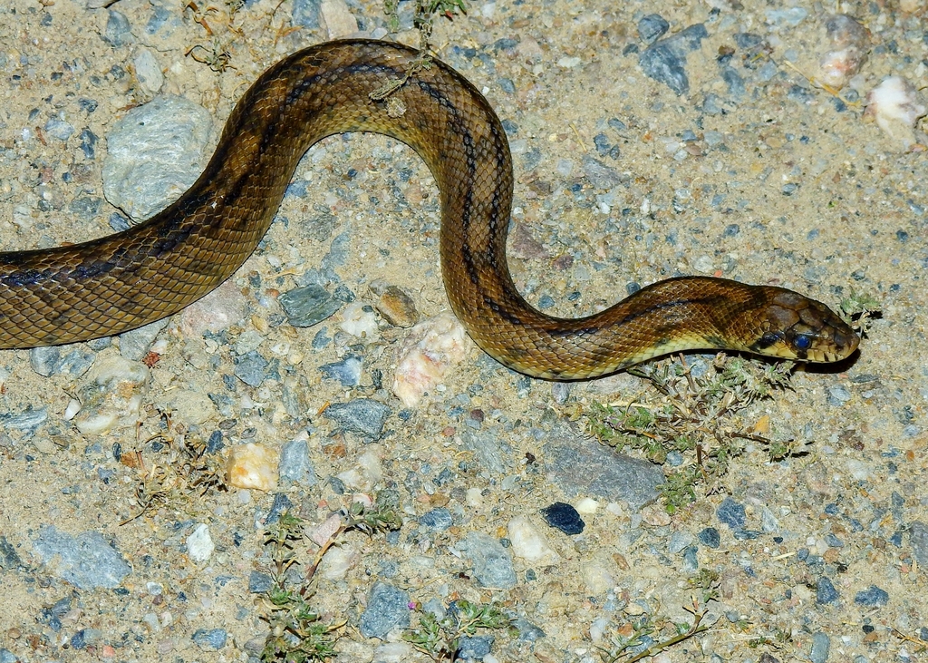 Ladder Snake from 7780 Castro Verde, Portugal on May 01, 2023 at 0756