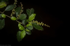 Acalypha capillipes