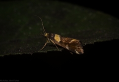 Epithymema helias