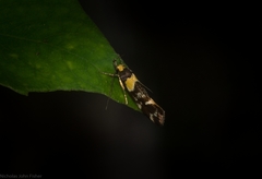 Epithymema helias