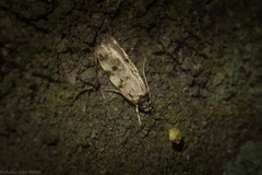 Barea subviridella