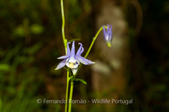 Aquilegia vulgaris dichroa